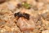 Nomada errans